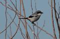 Loggerhead Shrike 011109 130
